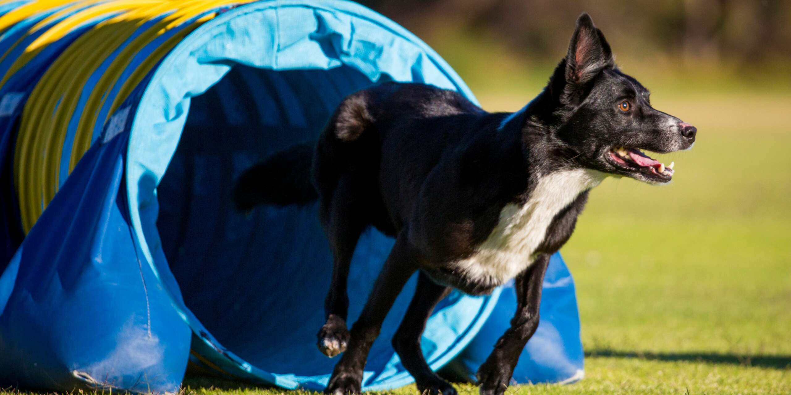 Come addestrare il cane e stabilire una routine quotidiana