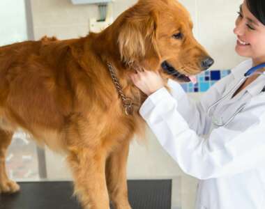 Come prepararsi ad una visita dal veterinario per il tuo cane