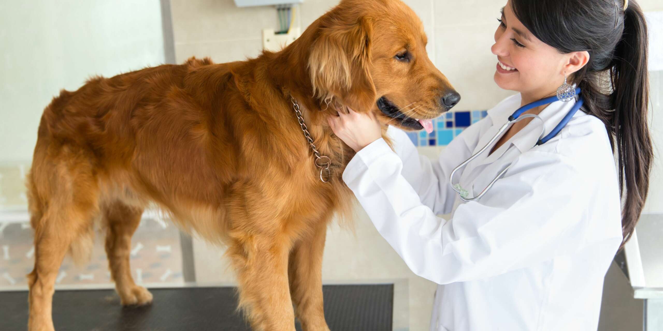 Come prepararsi ad una visita dal veterinario per il tuo cane