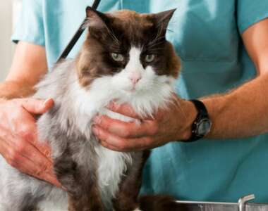 Come prepararsi ad una visita dal veterinario per il tuo gatto