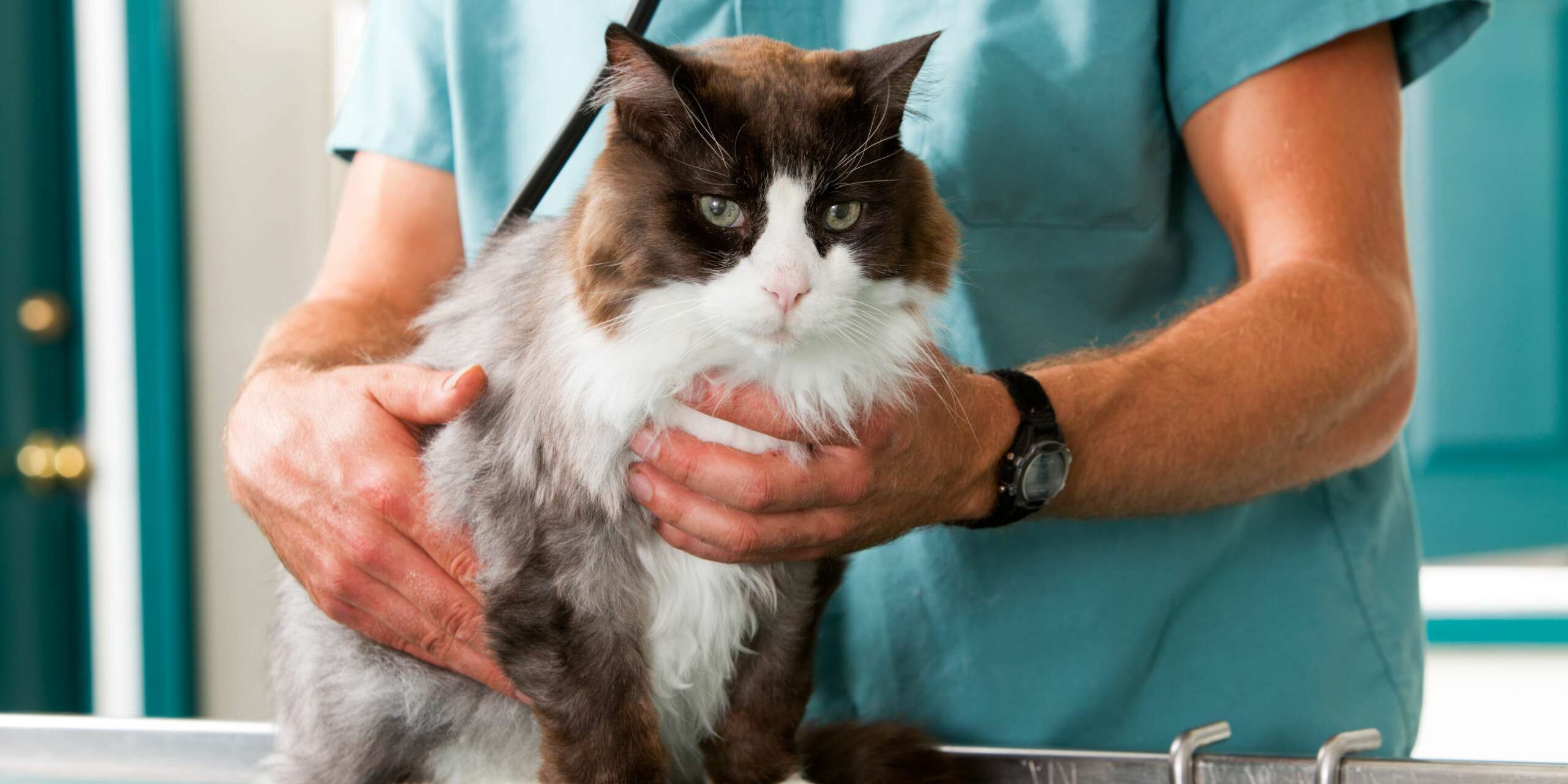 Come prepararsi ad una visita dal veterinario per il tuo gatto