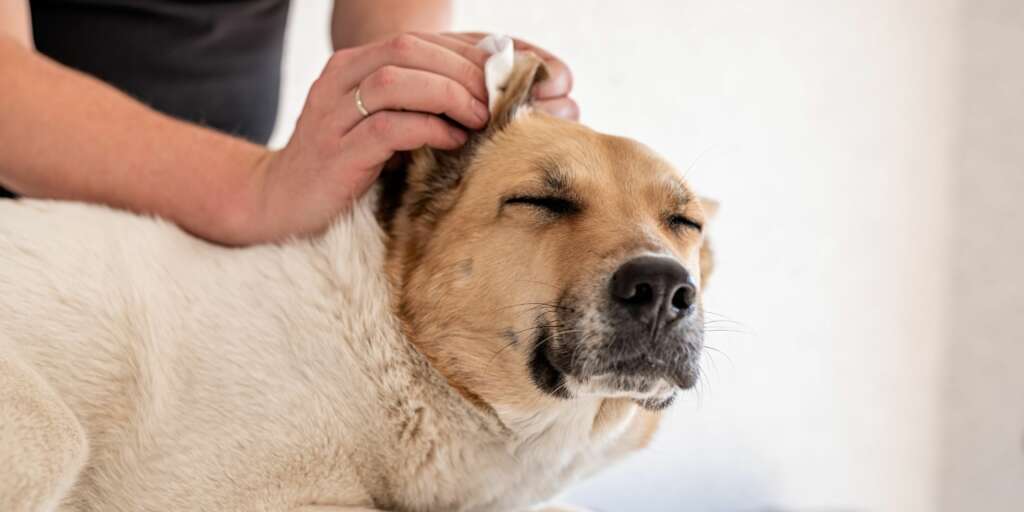 Come pulire le orecchie del tuo cane (1)