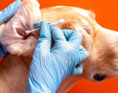 Come pulire le orecchie del tuo cane