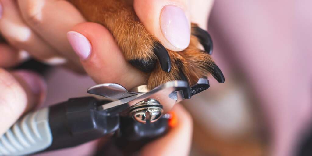 Come tagliare le unghie del tuo cane 1