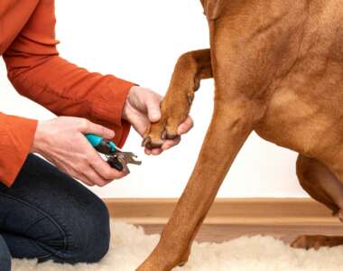 Come tagliare le unghie del tuo cane