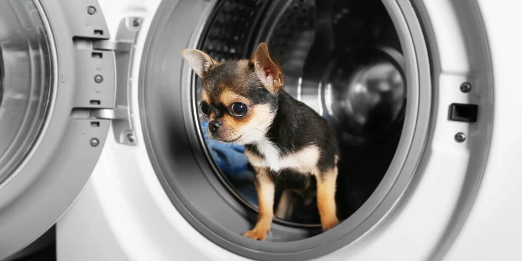 Cosa fare se il tuo cane ha mangiato un foglio per l'asciugatrice