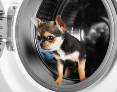 Cosa fare se il tuo cane ha mangiato un foglio per l'asciugatrice