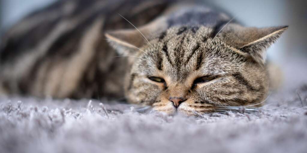 Cosa fare se il tuo gatto sta vomitando un liquido marrone