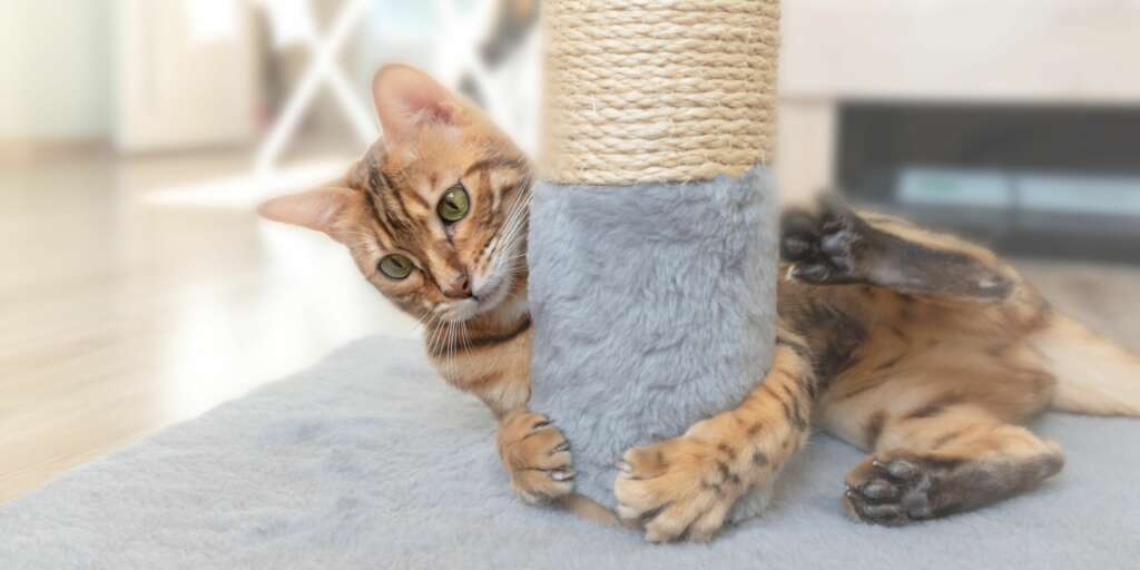 Di quanto esercizio giornaliero hanno bisogno i gatti
