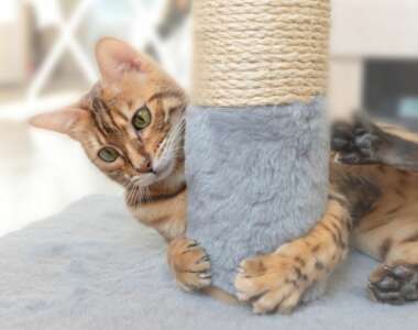 Di quanto esercizio giornaliero hanno bisogno i gatti