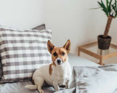 Dovresti permettere al tuo cane di dormire sul tuo letto