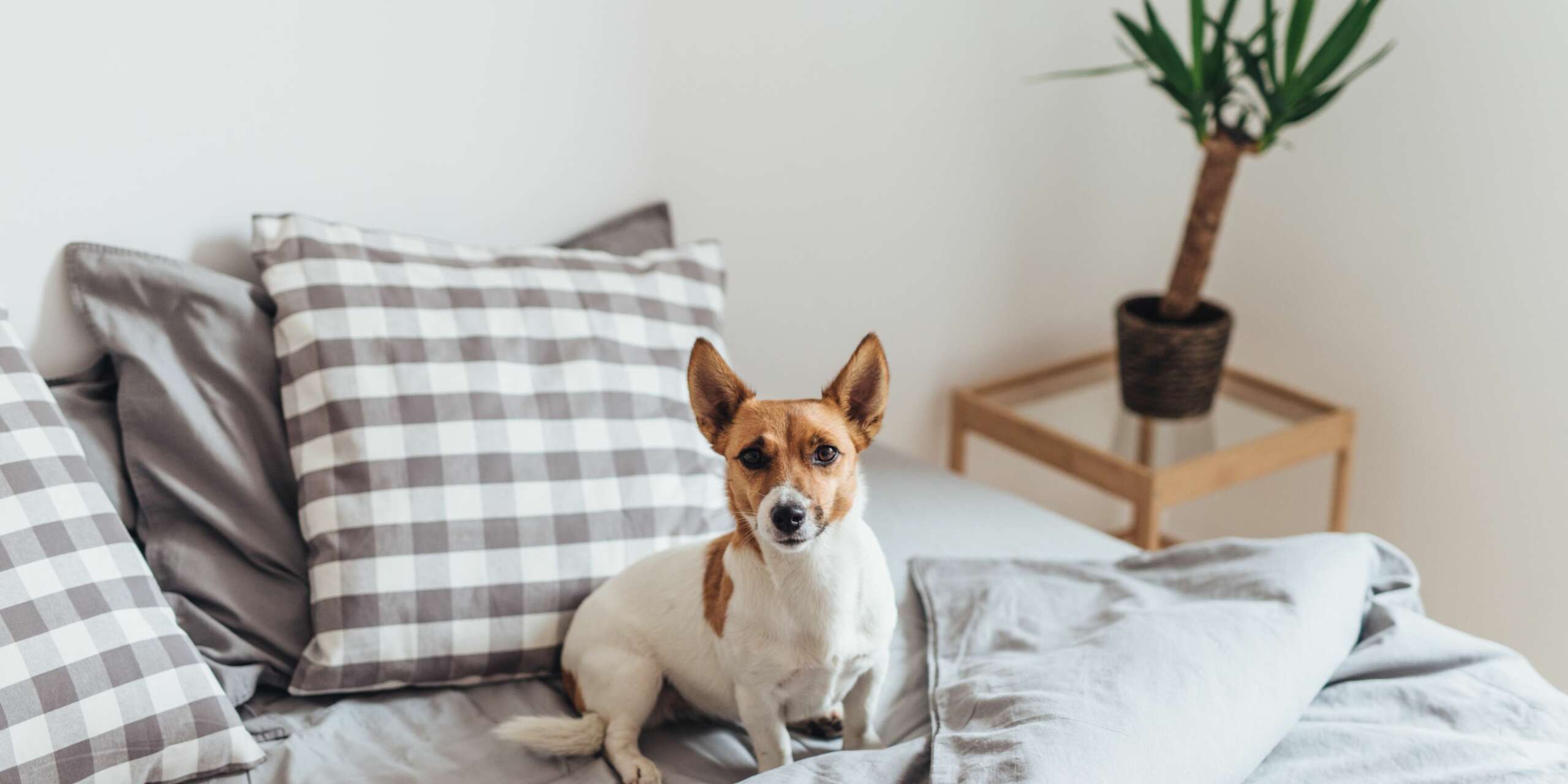 Dovresti permettere al tuo cane di dormire sul tuo letto? 