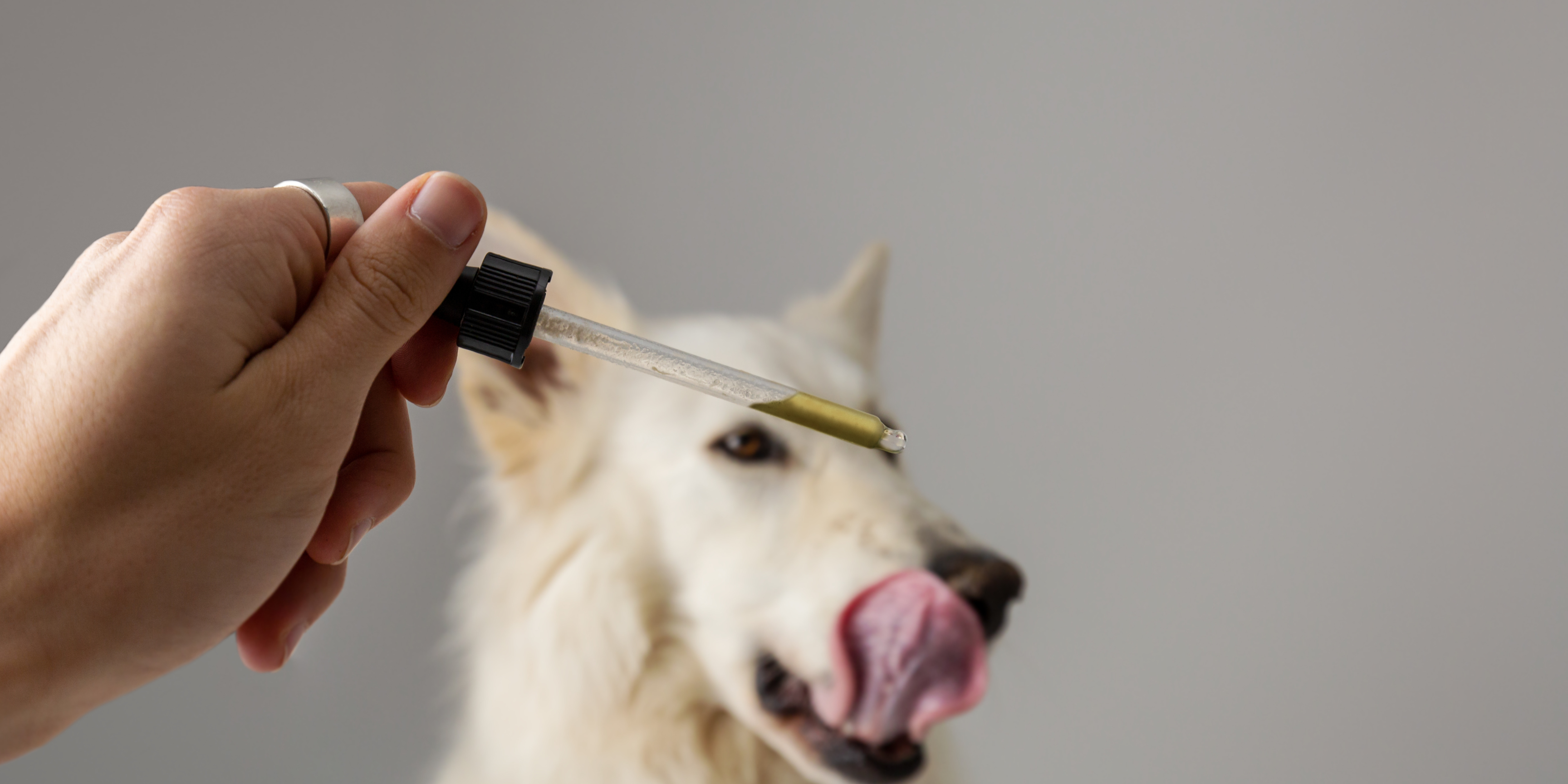 I cani possono mangiare l'olio d'oliva Benefici e Potenziali pericoli