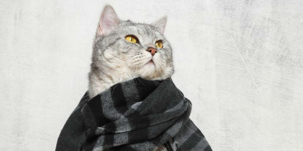 Il gatto può prendere il raffreddore da me? 1 Il gatto può prendere il raffreddore da me