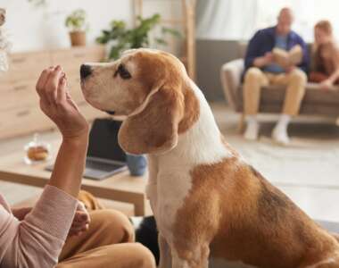 Il vero modo per calcolare gli anni del tuo cane in anni umani