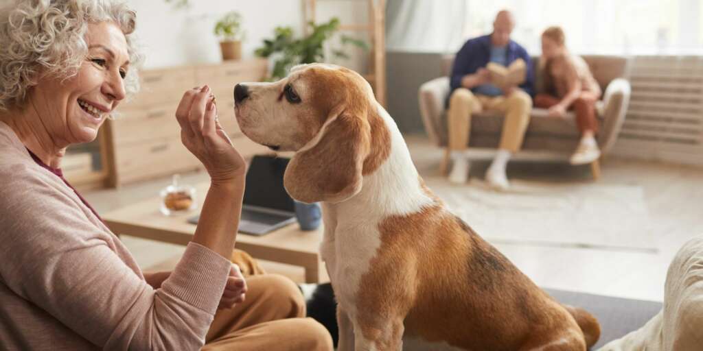 Come calcolare in maniera più precisa gli anni del tuo cane in anni umani 1 Il vero modo per calcolare gli anni del tuo cane in anni umani
