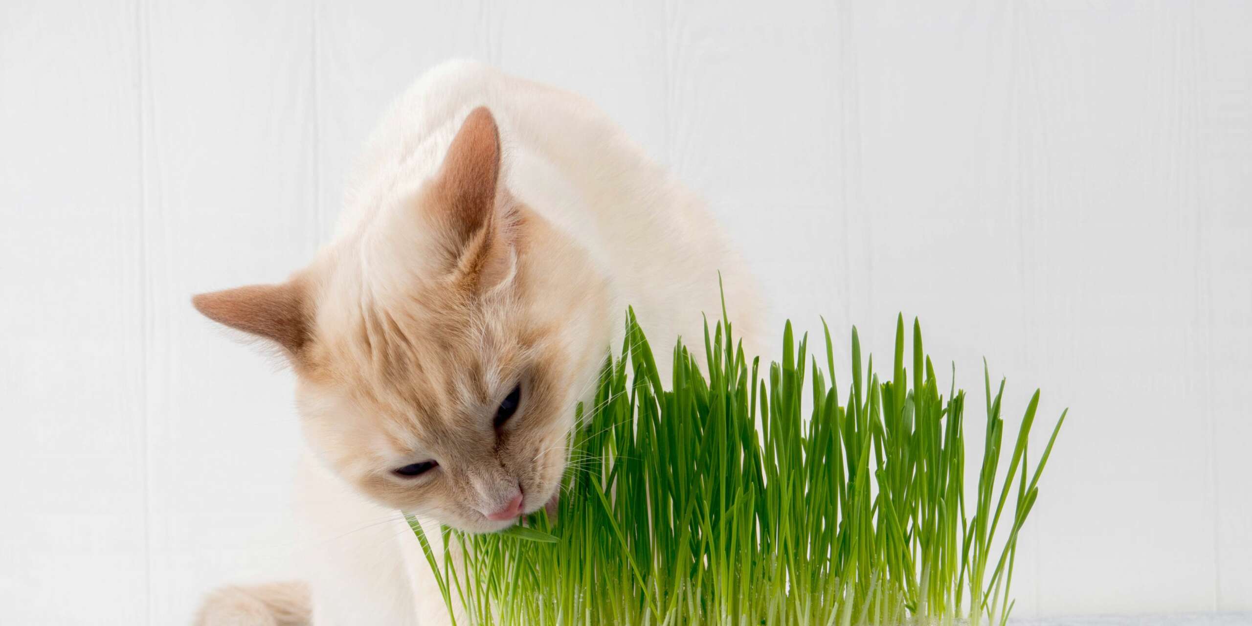 Perché ai gatti piace l'erba gatta