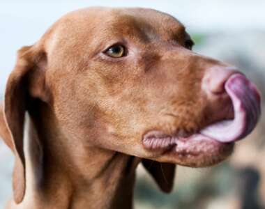 Perchè il cane si lecca le labbra