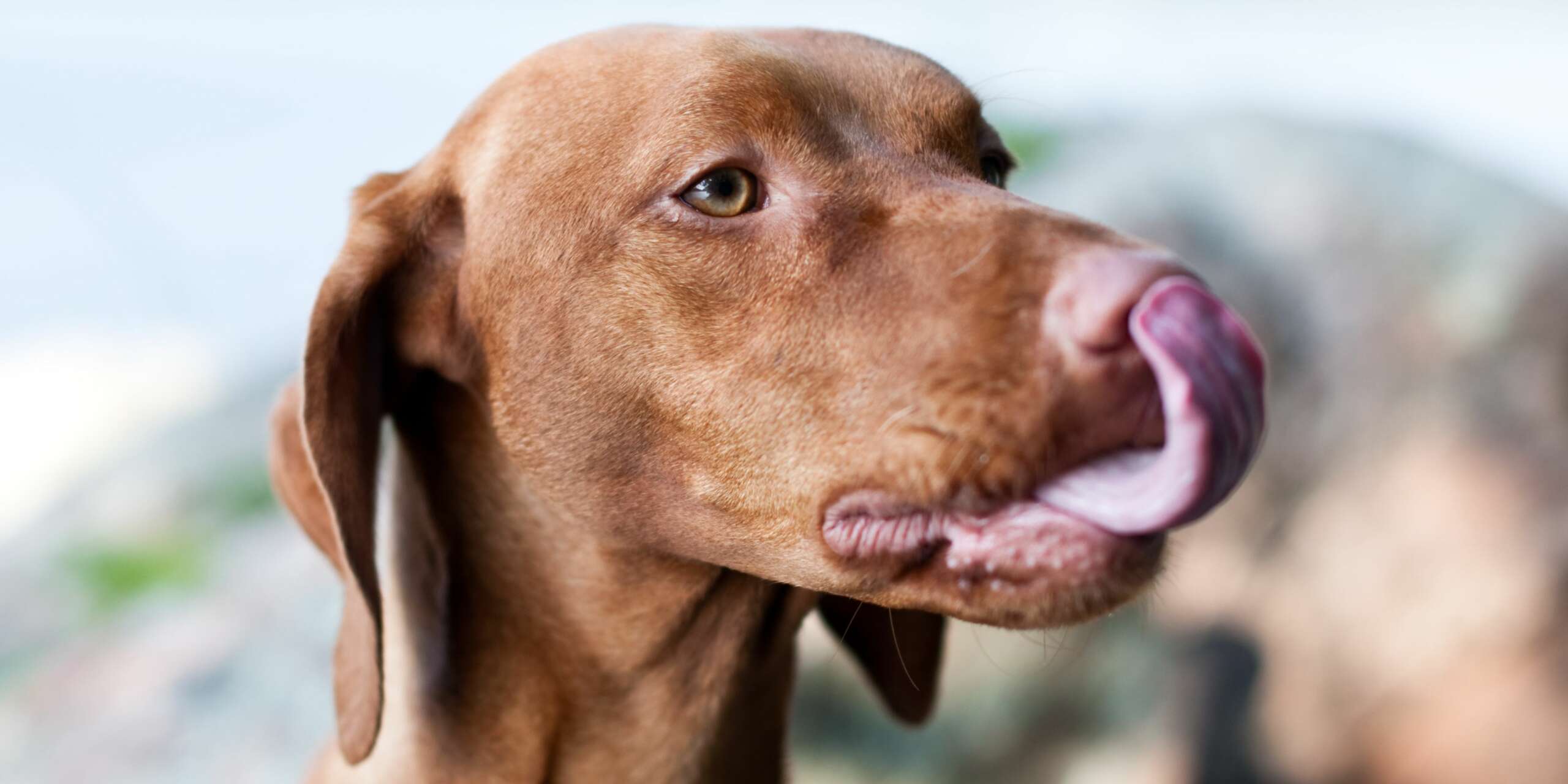 Perchè il cane si lecca le labbra