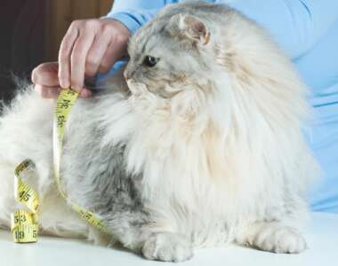 Perché il mio gatto sta perdendo peso