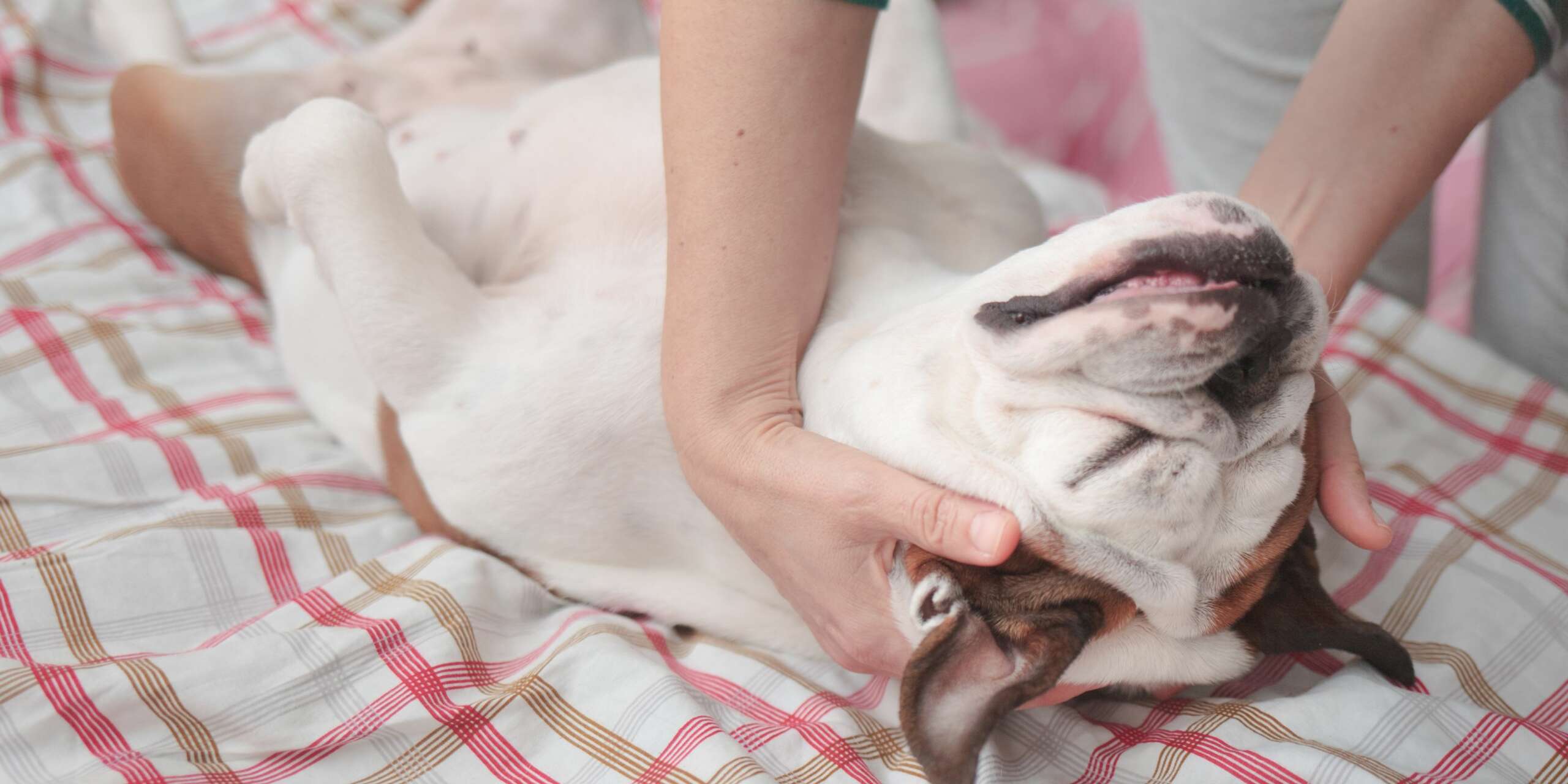Quale è il modo migliore di fare un massaggio al cucciolo