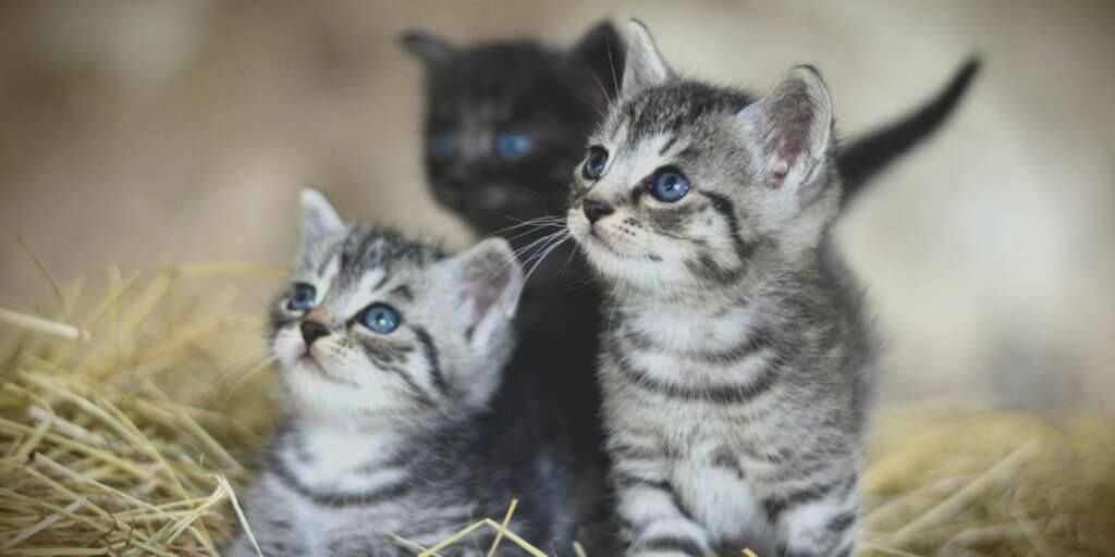 Sviluppo del Gattino nelle Prime Sei Settimane di Vita