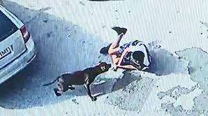 Governo britannico pensa al divieto della razza American Bully dopo aggressione a bambina di 11 anni 1 american bully attacca bambina