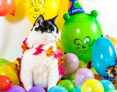 giornata mondiale del gatto