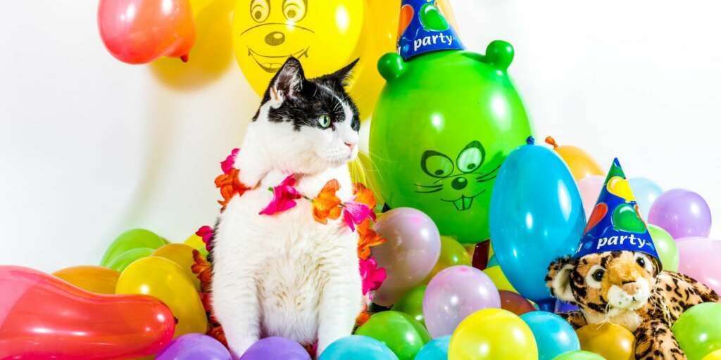 giornata mondiale del gatto
