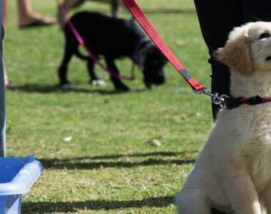 10 Step per addestrare il tuo cucciolo al guinzaglio