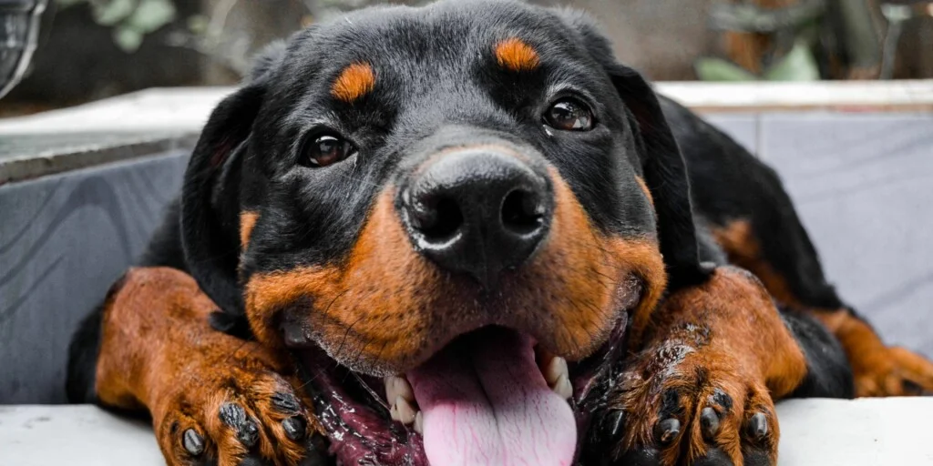 Cade Rottweiler dal balcone e colpisce donna incinta nel centro di Roma 1 Cade Rottweiler dal balcone e colpisce donna incinta nel centro di Roma