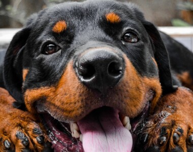 Cade Rottweiler dal balcone e colpisce donna incinta nel centro di Roma