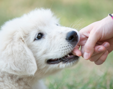 Come fermare i morsi dei cani