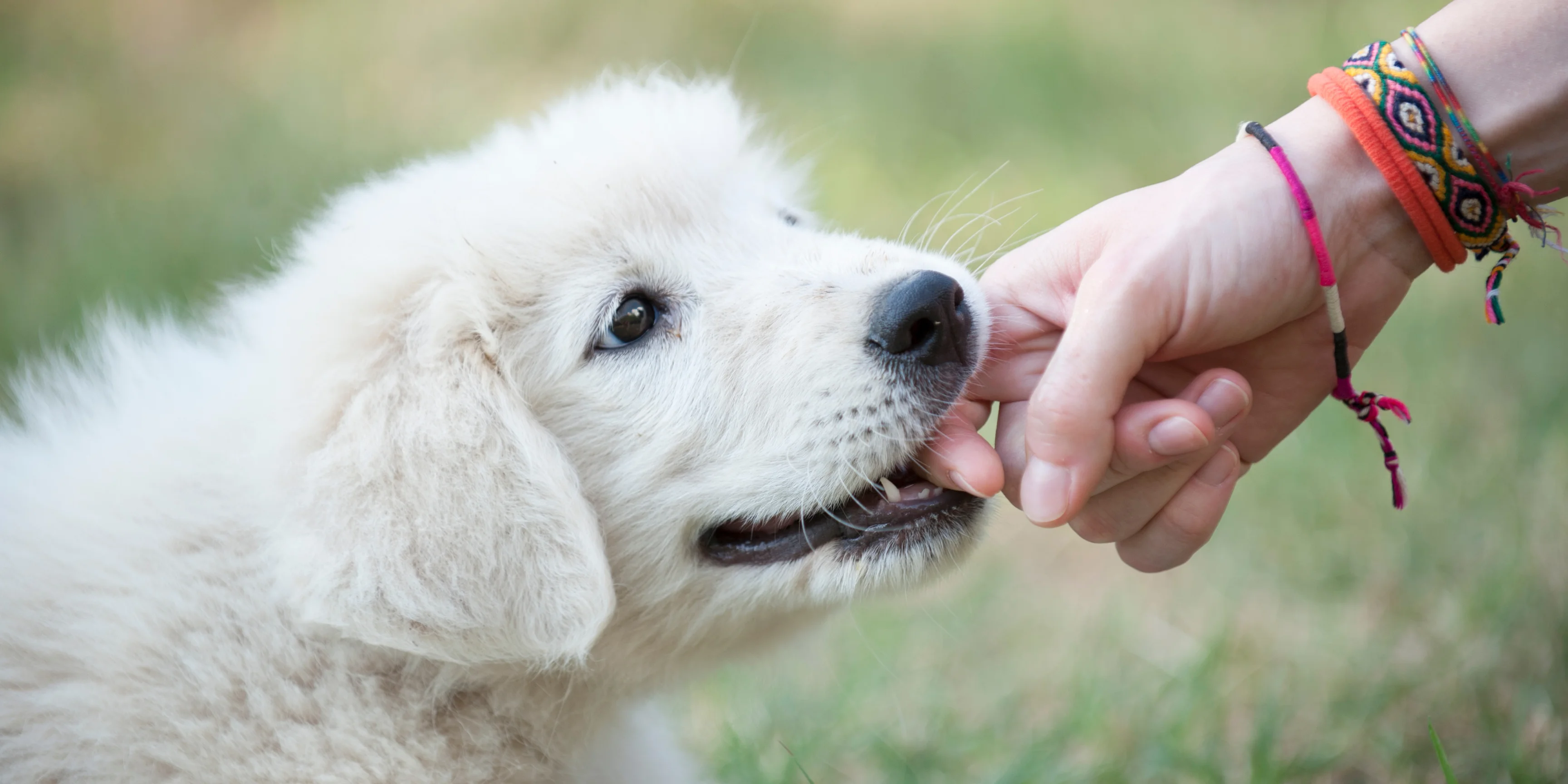 Il mio cane morde, come posso fermare i morsi del cane? 1 Come fermare i morsi dei cani
