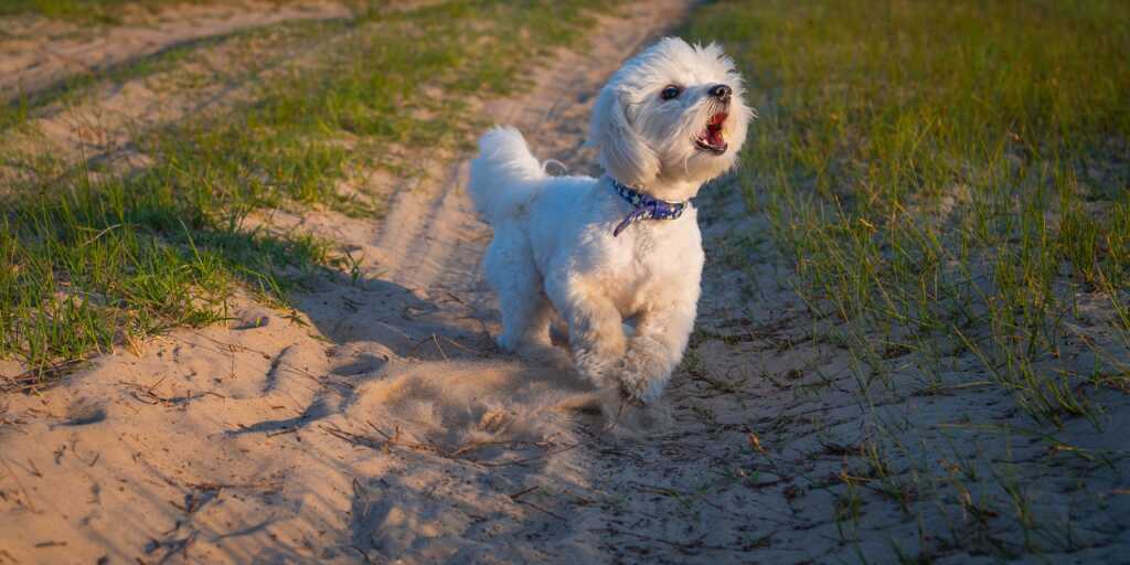 Come gestire l'abbaio del mio cane verso gli altri cani