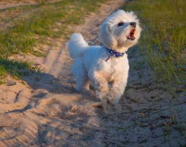 Come gestire l'abbaio del mio cane verso gli altri cani