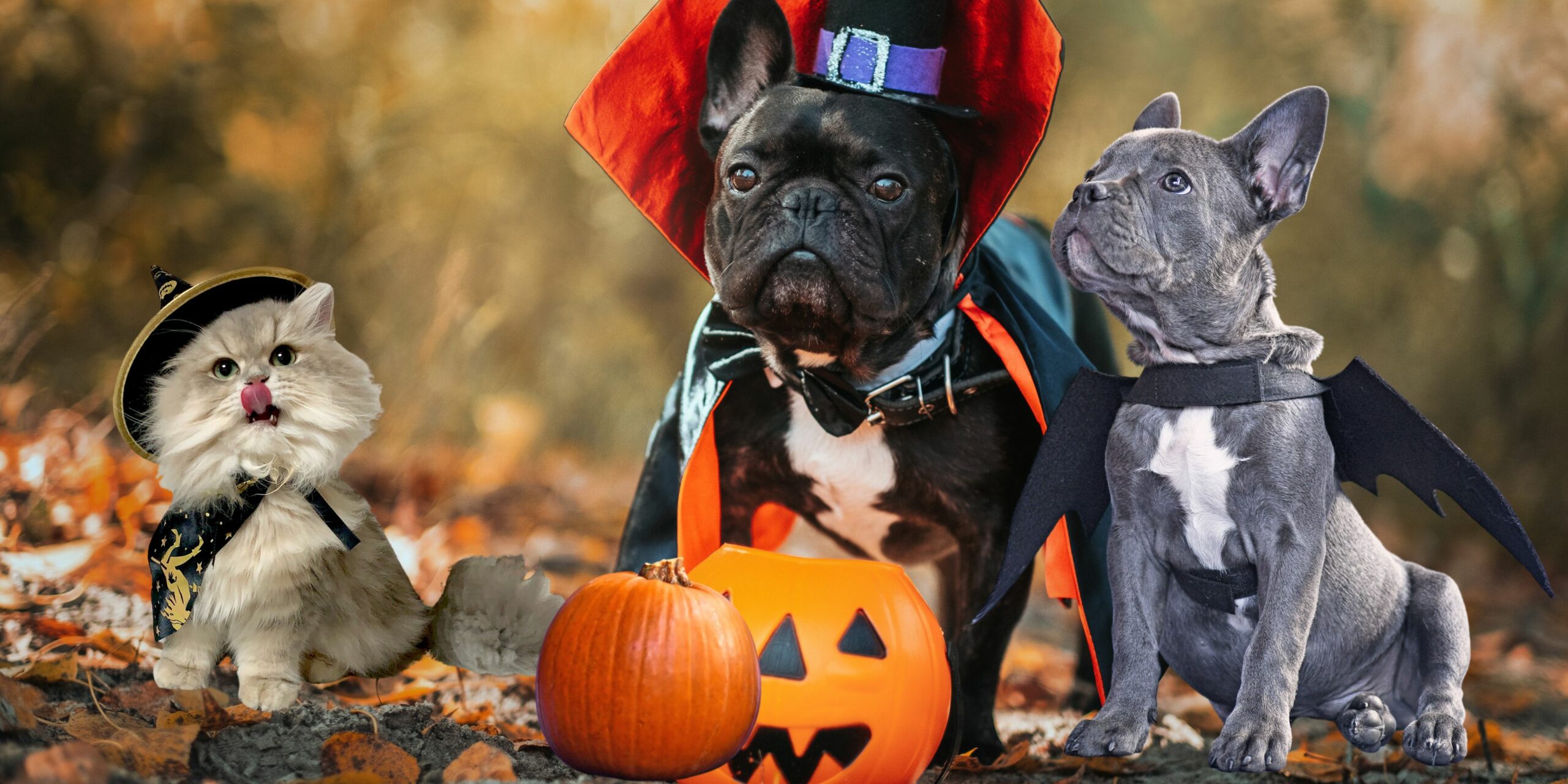 Come passare un Halloween in sicurezza con il tuo animale domestico 1 scaled