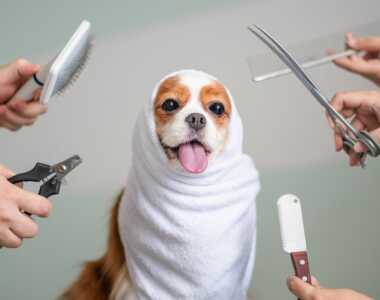 Come toelettare il proprio cane