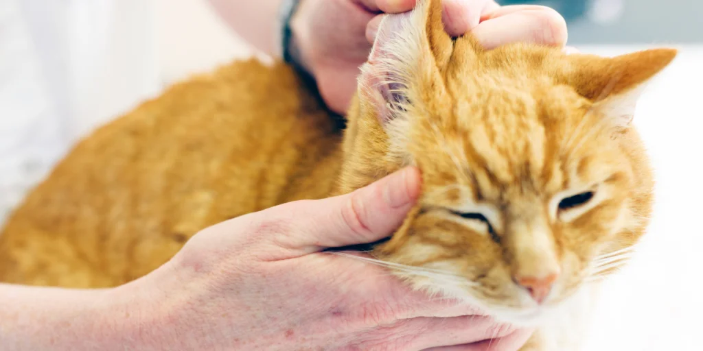 Infezioni dell'orecchio nei gatti