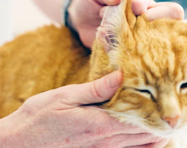 Infezioni dell'orecchio nei gatti
