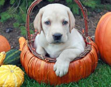 Ma il cane può mangiare i dolci di Halloween Fanno veramente male i dolci al cane
