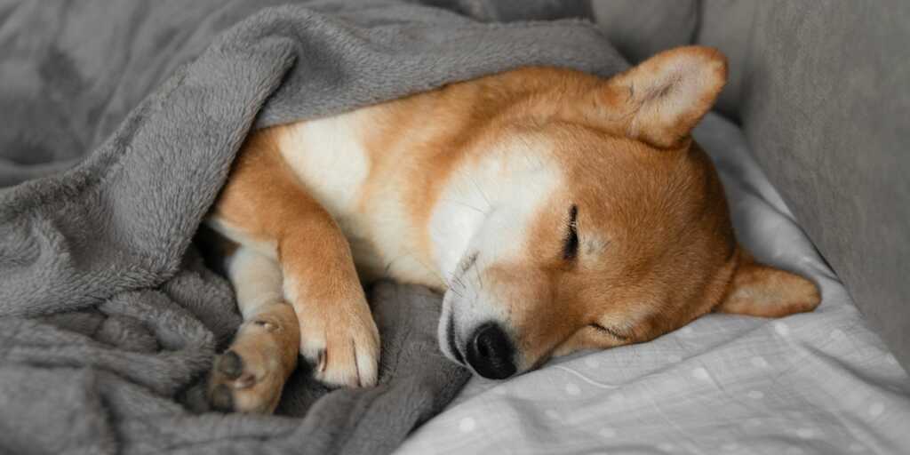 Perché il mio cane dorme così tanto