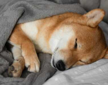 Perché il mio cane dorme così tanto