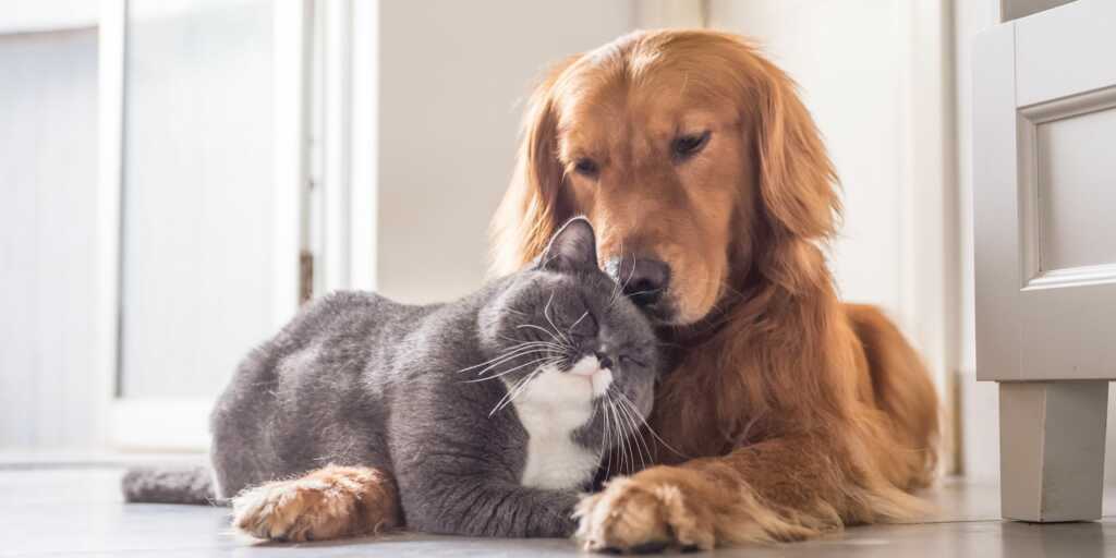 Rimedi Naturali per problemi comuni nei cani e gatti 1 Rimedi Naturali per problemi comuni nei cani e gatti