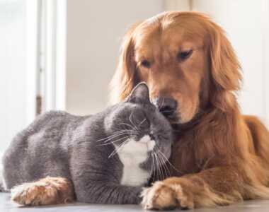 Rimedi Naturali per problemi comuni nei cani e gatti