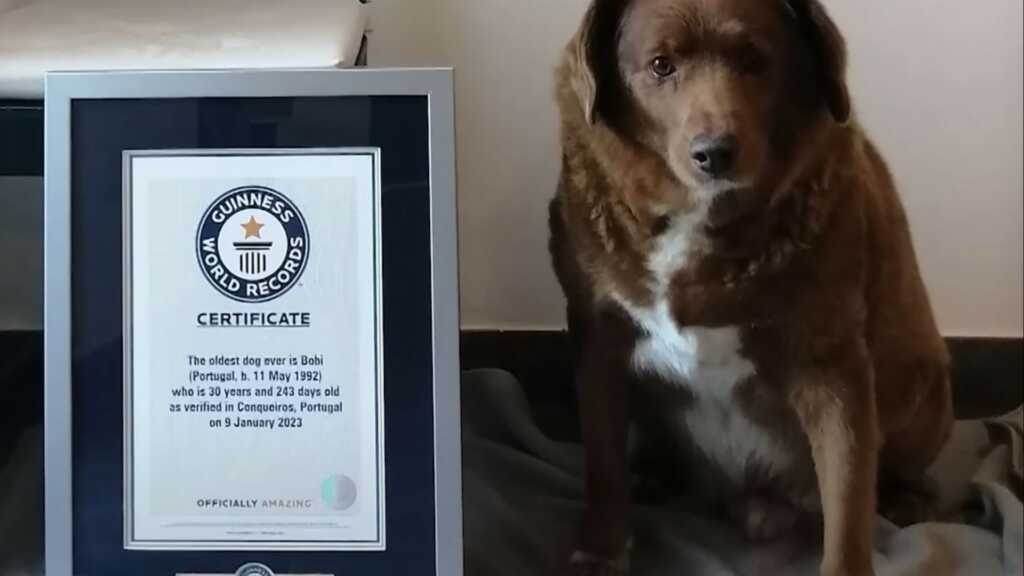 morto-cane-bobi-piu-vecchio-del-mondo