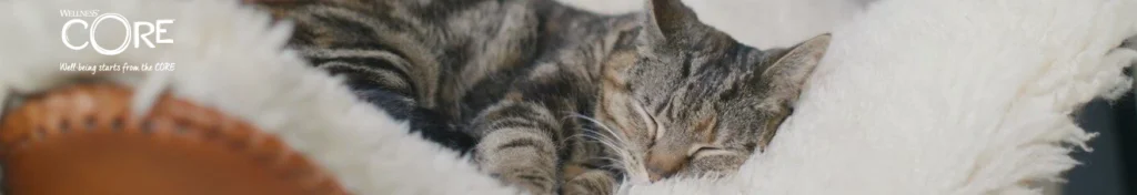 Scopri il Segreto per un Gatto più Felice e Sano 1 BANNER CORE GATTO CORRETO