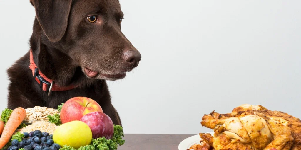 I cani possono mangiare i fagiolini? 1 I cani possono mangiare i fagiolini