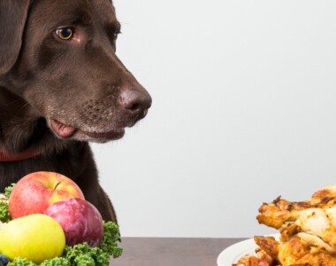 Quali alimenti umani possono mangiare i cani? Ecco 20 opzioni 