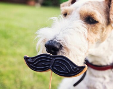 Perché i cani hanno i baffi